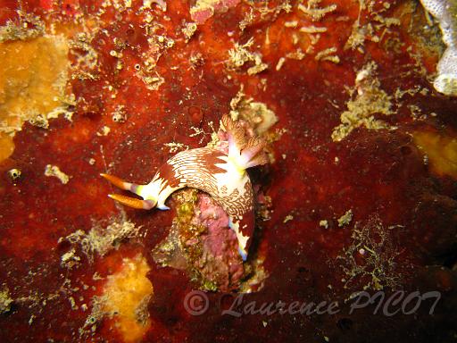 Nembrotha rutilans.JPG - Philippines îles Calamian